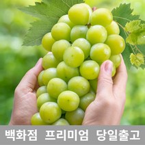 [특등급선별] 청포도 1.5kg 청포도묘목 청포도나무 가지포도 포도묘목 포도가격 샤인머스켓 샤인머스켓묘목 크림슨포도 수입포도 적포도 캠벨포도 코튼캔디포도 애플포도 블랙포도 씨없는, 1개