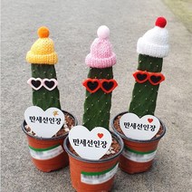 [선인장]만세선인장, 1개