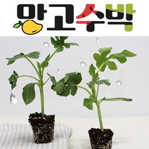 집에서 키울수 있는 망고수박 모종 10주