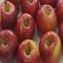 충주원예조경/미니사과/루비에스/성목 R5/결실주, 주