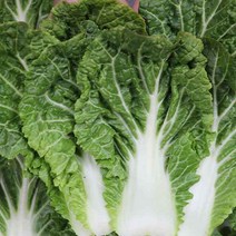 전남 진도 봄동 1.5kg