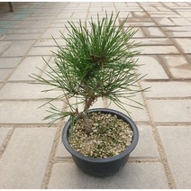 소나무 분재 해송 소품 노지월동 향나무 느릅나무 선물 키우기 종류