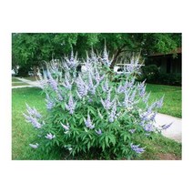 나무씨앗 바이텍스 이태리목형 5립, 소포장 5립