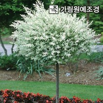 삼색버드나무 셀릭스 샐릭스 활엽수 가림원예조경, 화이트핑크 셀릭스 R3cm 스탠다드형