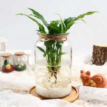 [바보사랑] 미미네가든 자동급수 스파트필름 화분 키우기 세트, 상세 설명 참조, 상세 설명 참조