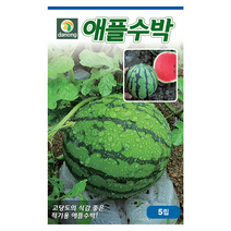 애플수박씨앗 5립