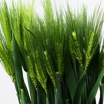 [로즈온리] 보리 한단 생화택배