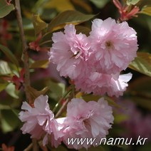 [나무인] 겹벚꽃나무 묘목 2그루