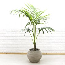화수분 대형 겐차야자 야자나무 대형 카페화분 거실화분, 2. 대형 겐차야자 유러피언화분