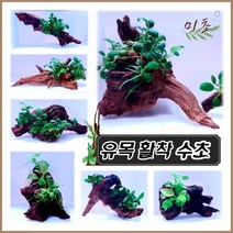 [미초 무료배송이벤트] 초보도 쉽게 키울수 있는 나나 활착 유목 / 활착 수초 / 음성수초 / 모스 / 유목활착 / 어항수초 / 새우수초 / 구피수초