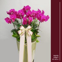 승진축하 영전축하 승격축하선문 안양꽃집 서양난 자매의뜰플라워