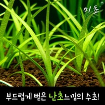 [미초] 사지타리아 스프라타 수초 5뿌리 & 10뿌리 / 전경수초 / 초보자 수초 / 어항 수초, 5개