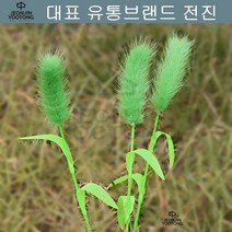 스코티쉬폴드 강아지풀 스코티시폴드 고양이사냥 개냥이 러시안블루 개냥이낚시대