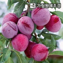 김천후무사자두 인기 상위 20개 장단점 및 상품평