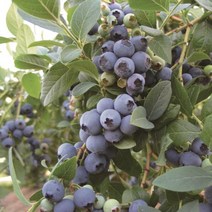 블루베리나무(오닐)2년생/포트묘(2개묶음)묘목/F0171