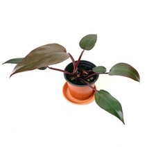 들꽃향기 꽃마을 공기정화식물 초화모음, 핑크프린세스