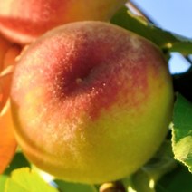 [충북농원] 그린황도 황도 복숭아 나무 묘목 - 접목1년생중묘, 단품