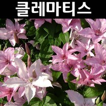 클레마티스(큰꽃으아리) 하글레이 하이브리드 포트 1개/꽃숙근/조경용