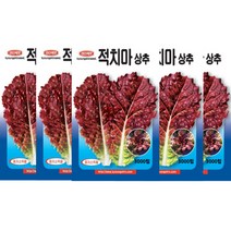 디안몰 채소씨앗 상추씨앗 적치마상추 3000립 5개