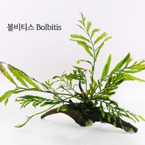 미미네플랜츠 볼비티스 2벌브, 없음