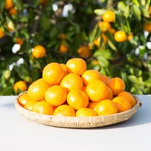 제주 감귤 황금향 타이벡 타이백 밀감 조생 귤 5kg 노지, 5kg 중대과 L, 타이벡 감귤