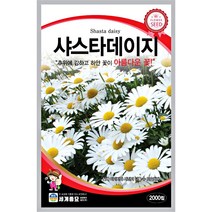 샤스타 데이지 씨앗 계란꽃 마가렛 꽃씨앗, 양지꽃