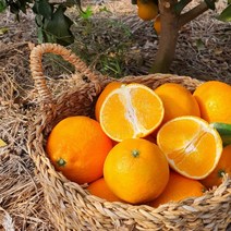 로하라 마씸 제주도 감귤 과즙 하우스귤 과즙 풍부 맛좋은 황금향 2.5kg 4 5kg