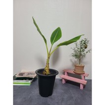 이브가든 바나나 나무 / 전체높이 70CM 식물높이 55CM 내외입니, 1개