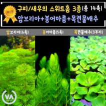 [비바소녀] 2탄 구피/새우의 스위트홈 3종(14촉)+서비스 암브리아6촉 목련물배추3뿌리 붕어마름5촉 구피은신처 마츠모 초보수초 레이아웃 부상수초