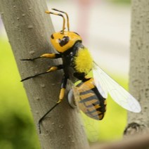 정원조각상유럽식 생생한 곤충 귀여운 꿀벌 모방 동물 냉장고 자석 야외 잔디 나무 장식, 협력사
