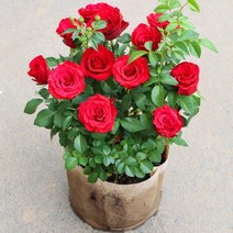 장미꽃 모종 말뚝 사계절 기르기 쉽고 살기 쉬운 월계 주스 베란다 정원 다년생 화훼 분재 식물 모종, 뿌리를 드러내고 흙을 띠지 않다