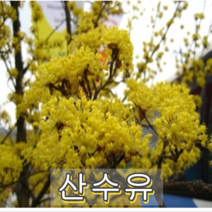 산수유 나무 실생2년묘 20그루 나무묘목