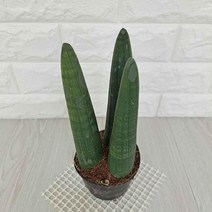 스투키 스투키키우기 실내공기정화식물 공기청정식물, 쿠팡 블루스토어 본상품선택