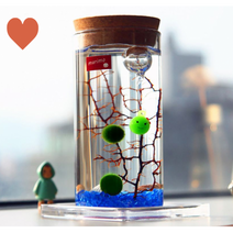 코르크병 유리병 키우기 마리모 테라리움 LED, 단품