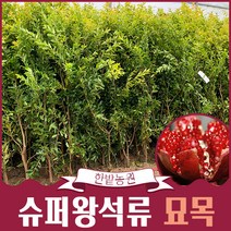 슈파왕 단석류나무 묘목 슈퍼왕석류 분묘 4년생 결실주, 1개