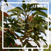 내꽃농원 황칠 실생 3년 포트