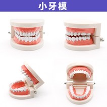 치아모형 인체모형도 치과기구 실리콘몰드 인체모형 양치교구 재료상, 일대일 치아모델