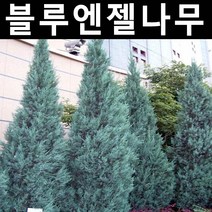 블루엔젤 삽목2년 포트 3개/나무 묘목/상록수/조경용