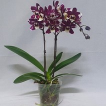 하이시티팜 미니호접란 레드카우(쌍대)