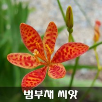 [해피플라워] 꽃은 호랑이 무늬 잎은 부채꼴 모양 범부채 씨앗 50립 / 봄 가을 파종 꽃씨