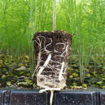 아스파라거스 모종(10주), 1년생 그린 아스파라거스 모종 10주