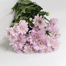 다이안타 생화택배 (고속터미널꽃시장 직배송) 꽃예꽃, 비슷한 느낌의 꽃으로 변경(다른꽃or다른색), 월요일 구매시 (수~목요일 도착)