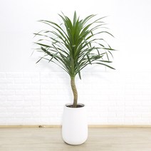 화수분 대형 드라세나 드라코 볼링핀볼 인테리어화분 카페식물 집들이 신혼집화분