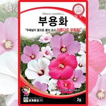 부용화 씨앗 2g 두해살이풀로 크고 홍색 붉은색 흰색으로 아름답게 피는 다년생 꽃씨앗, 단품