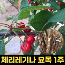 체리묘목 레기나 체리나무 묘목 1주, 1개