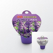 TWKL 미니재배세트 라벤다키우기