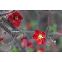 묘목 명자나무 /명자 H0.8(80cm)/5주 N0320, 1개