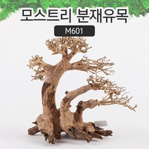 SM 프리미엄 베트남 분재유목 [M601]