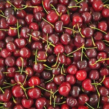 생 체리 4kg 생체리 미국체리 워싱턴체리 캘리포니아체리 생체리1kg 항공직송 cherry, 상세페이지 참조