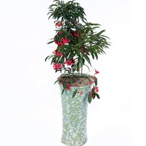 개업화분배송 개업식 화분배달 플라워365, 1개, 37 백양금 중형(사기분)